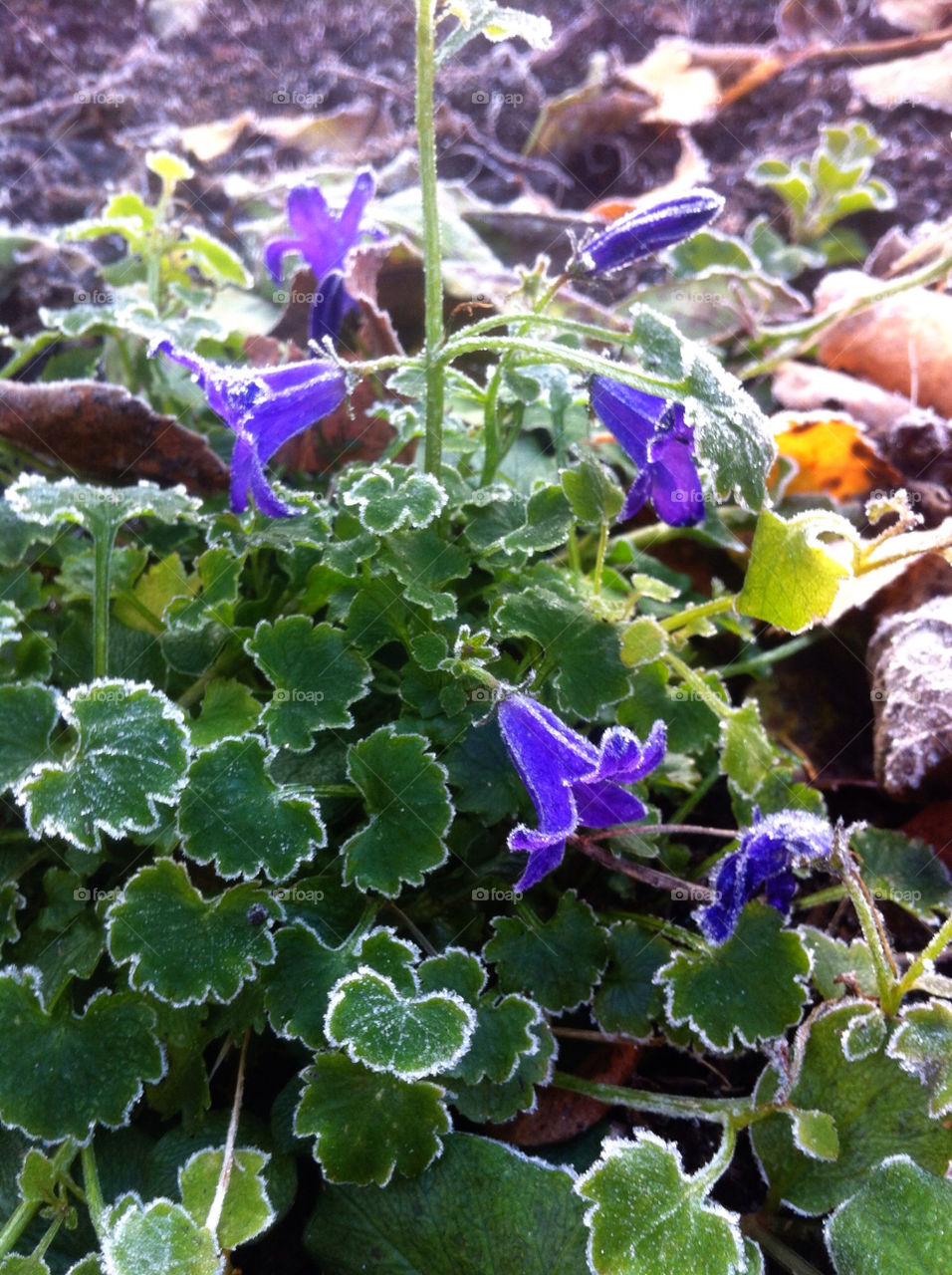 sweden flower blommor beddingestrand by goransv