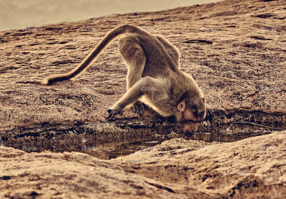 Animal photography - drinking water - in a mountain 