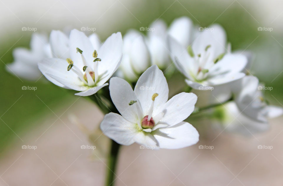 White flowers