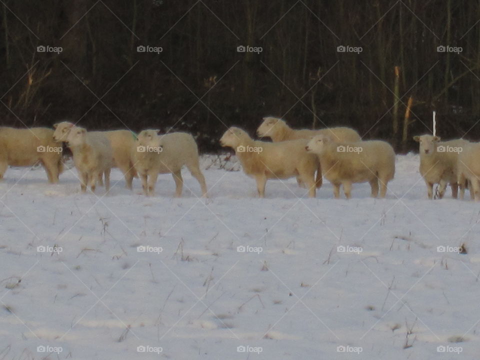 Mammal, No Person, Winter, Snow, Cattle