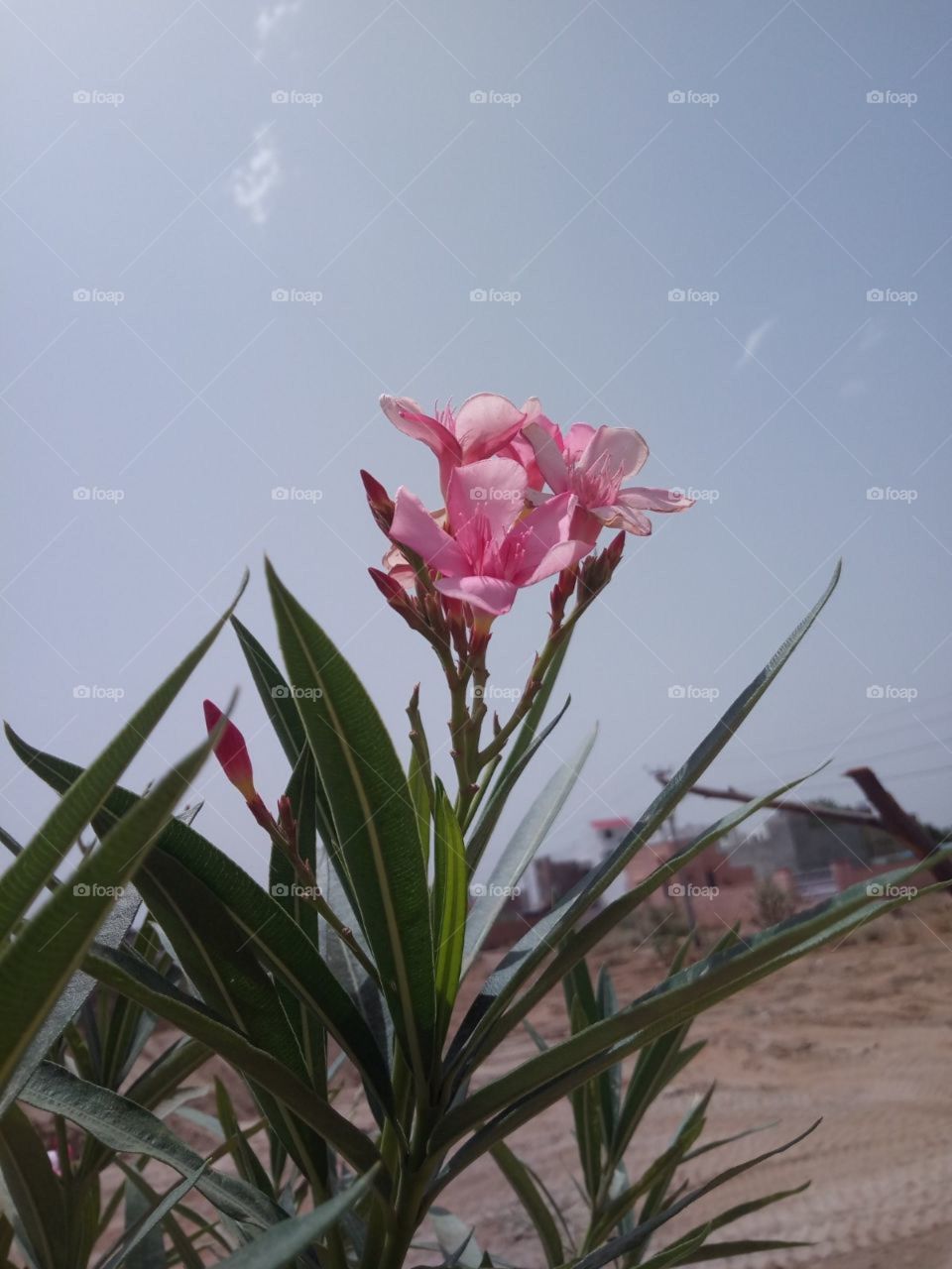 Beautiful Pink Flower