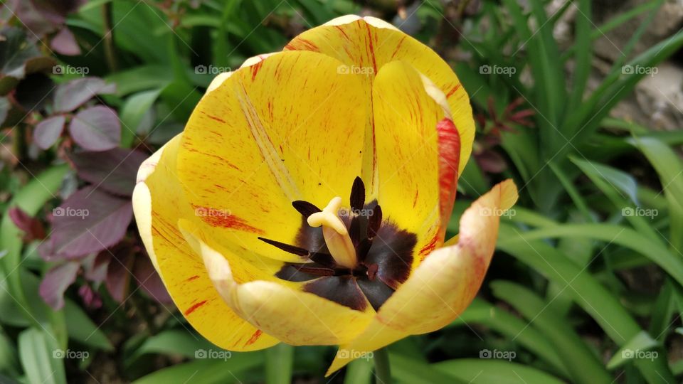 Tulip close-up