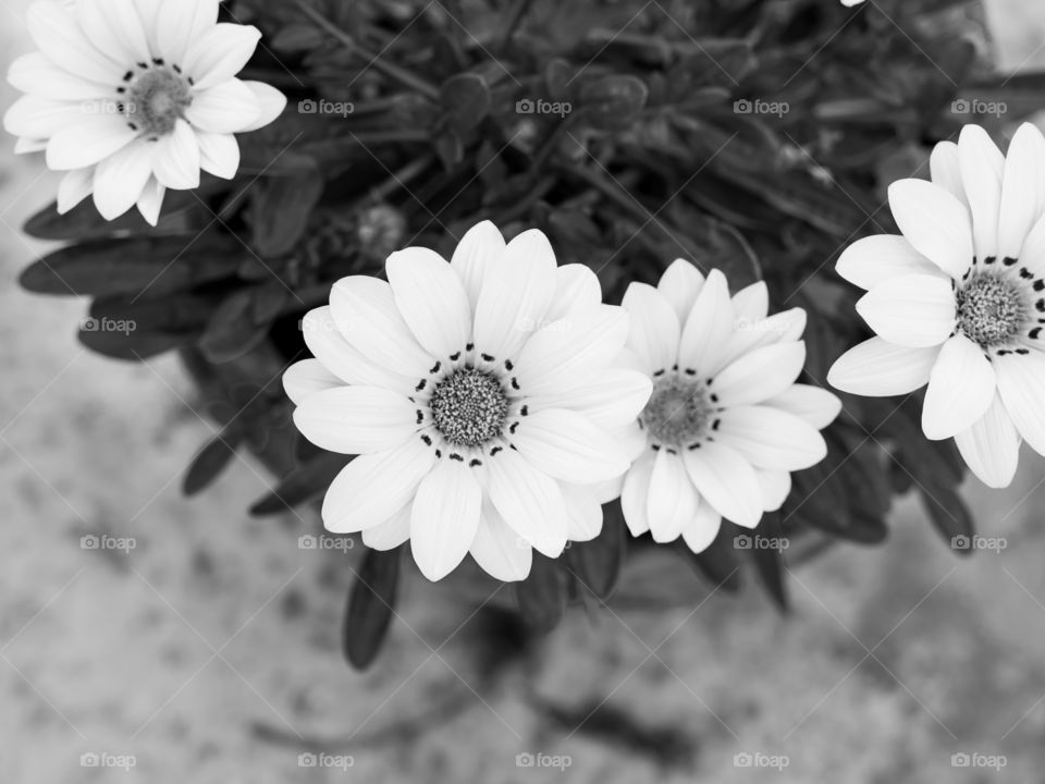 Beautiful monochrome effect of flowers