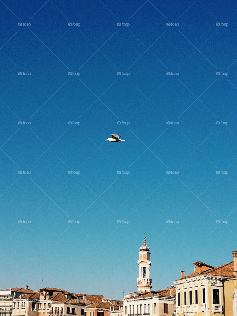 A Seagull Flying Freely . A seagull shot flying over one of Venice's channels on a sunny winter day.