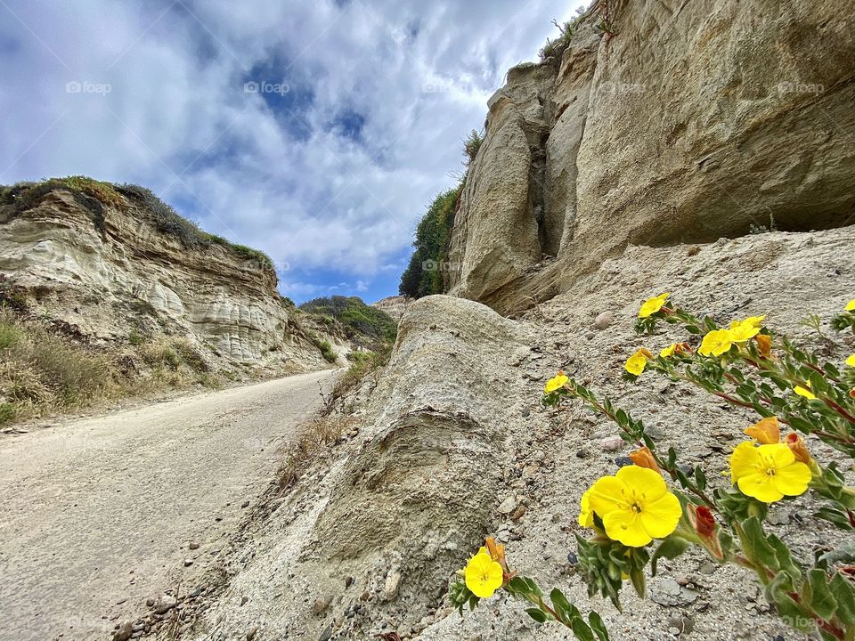 Foap Mission Cityscapes And Landscapes! Southern California Coastal Beach Trail Landscape With Spring Flowers!