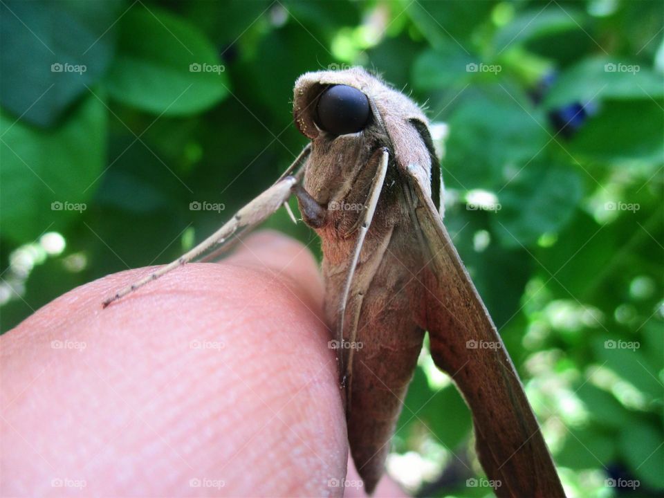banded Sphinx moth Close up