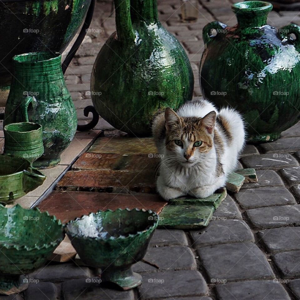 Cat with green eyes