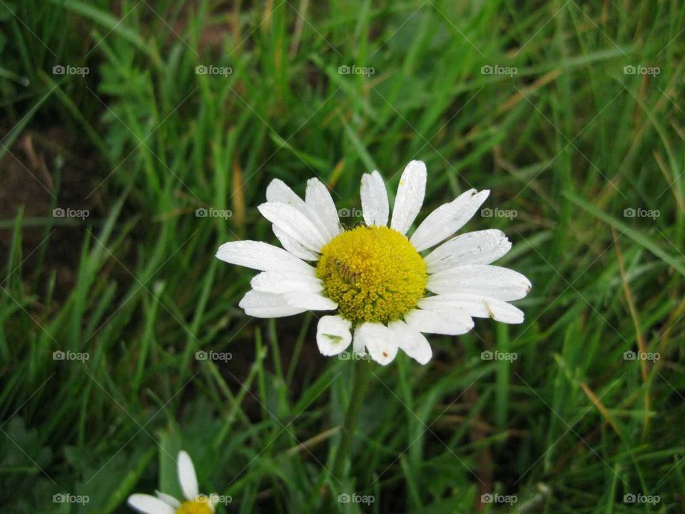 White flower. Pretty white flower in the grass.