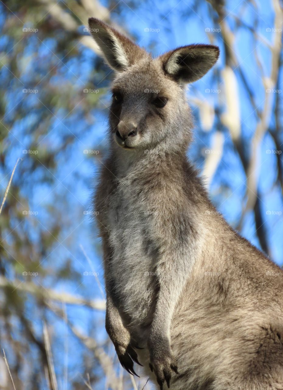 Kangaroo in the Australian bush.