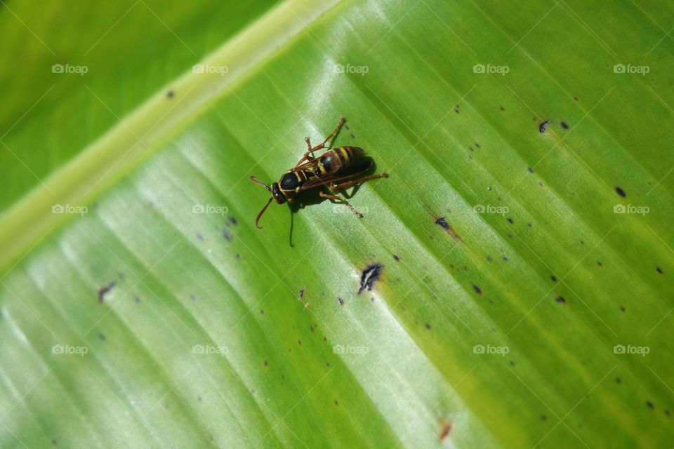 Wasp on a big green leaf