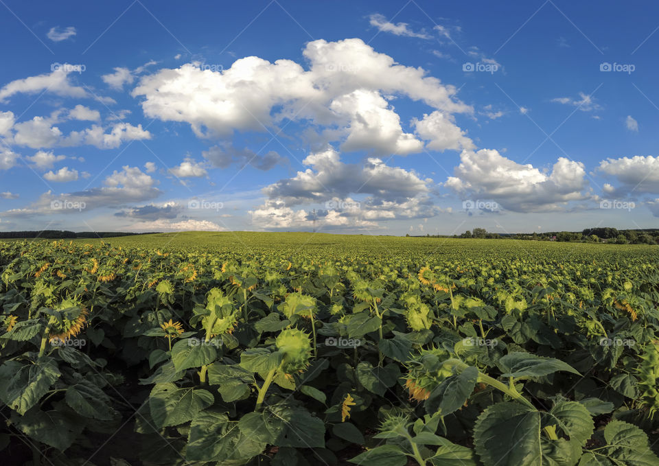 Sunflower field in summer during sunny day with clouds. Rural panorama.