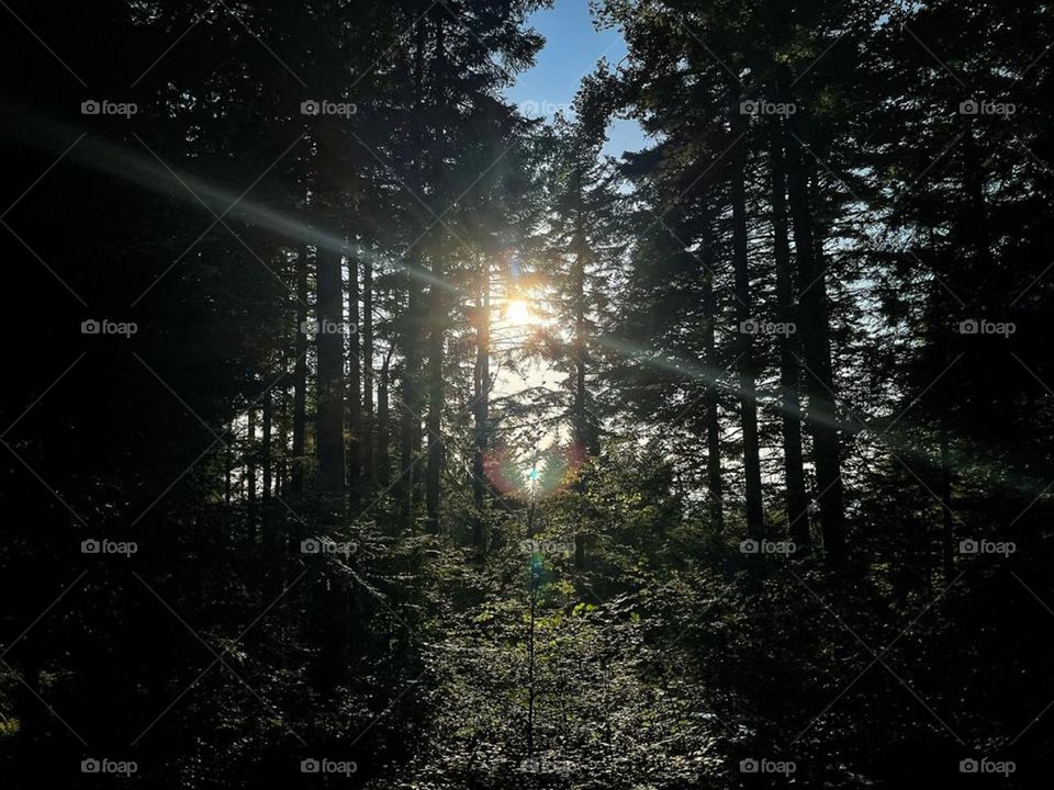 Sun hiding in the woods.