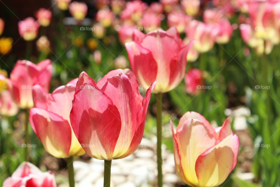 Beautiful tulips