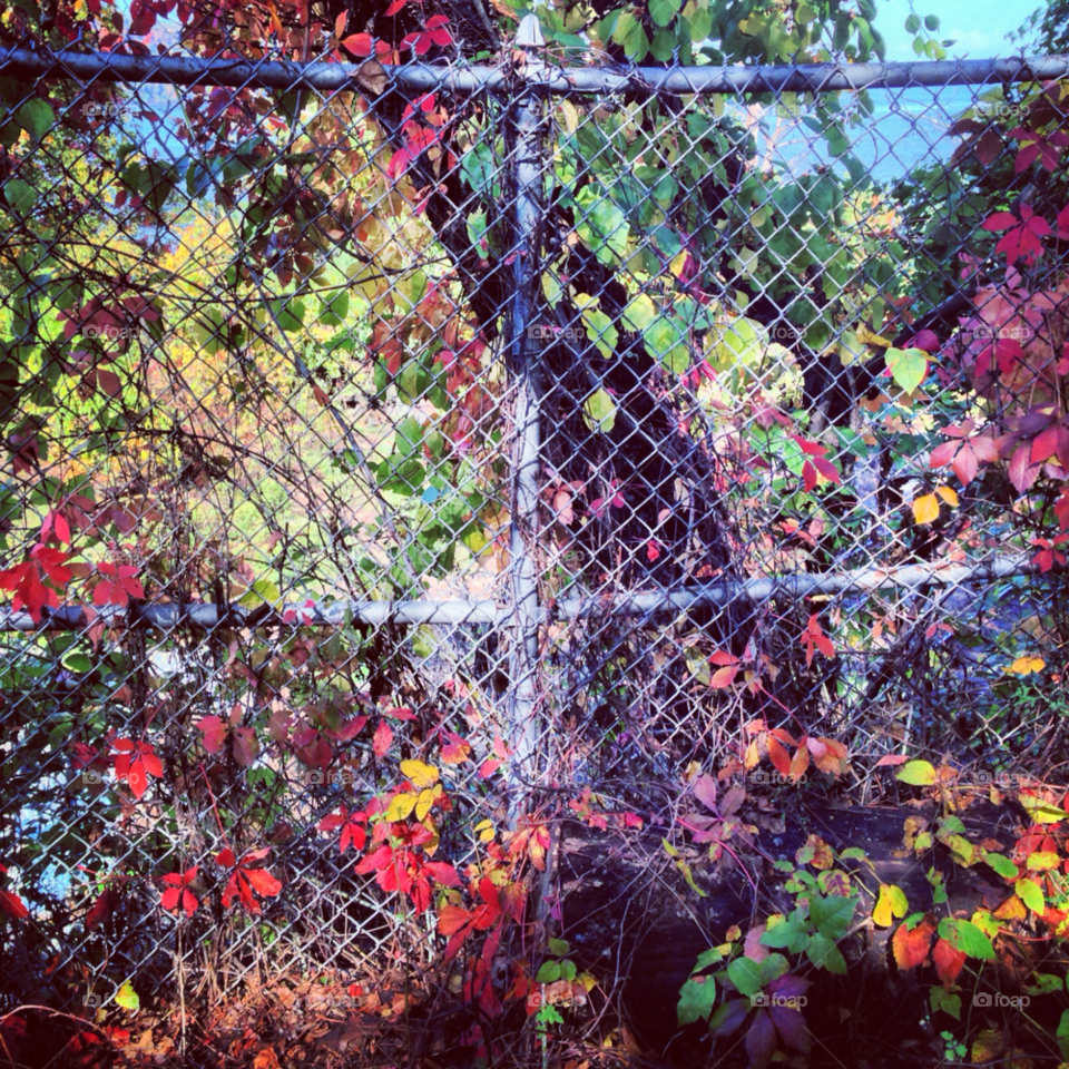 flora fence colors leaves by BohemianBen