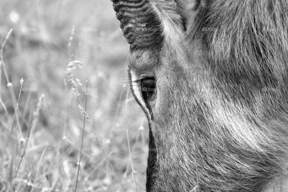 Nature, No Person, Animal, Portrait, Mammal