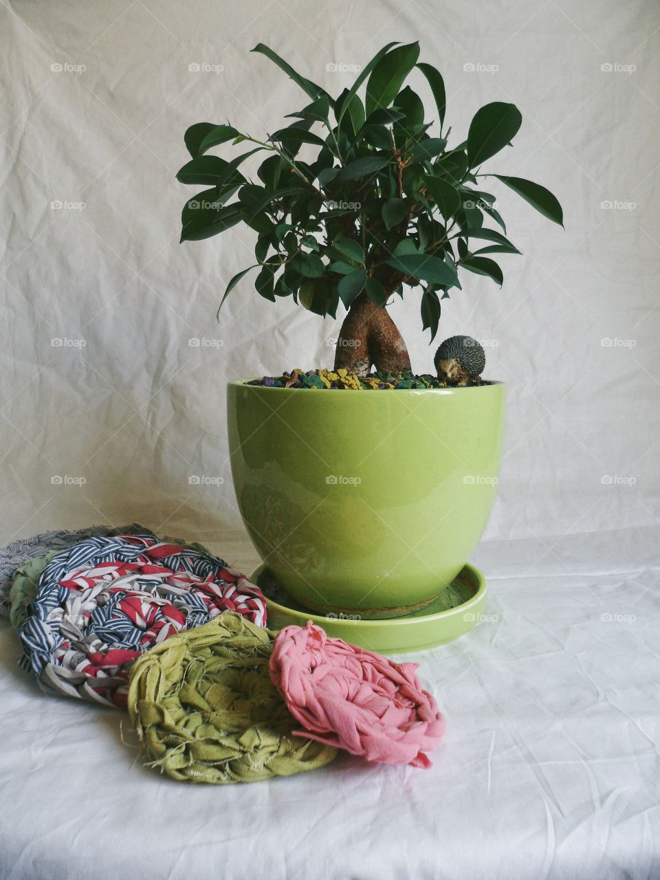 Ficus indoor plants uplifting and joy