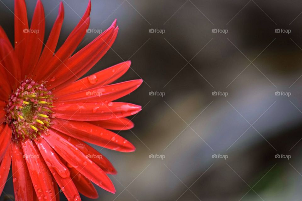 red flower...