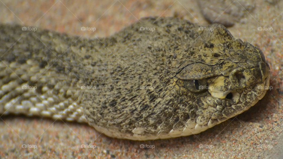 Diamondback rattlesnake 