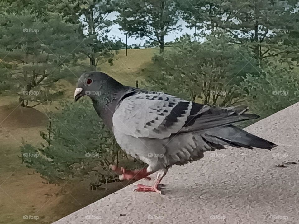 Pigeon Bird, white and gray pigeon, Animals, Birds