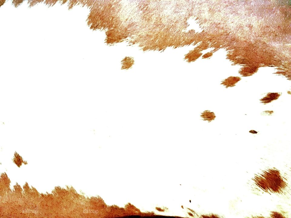 cow hide
