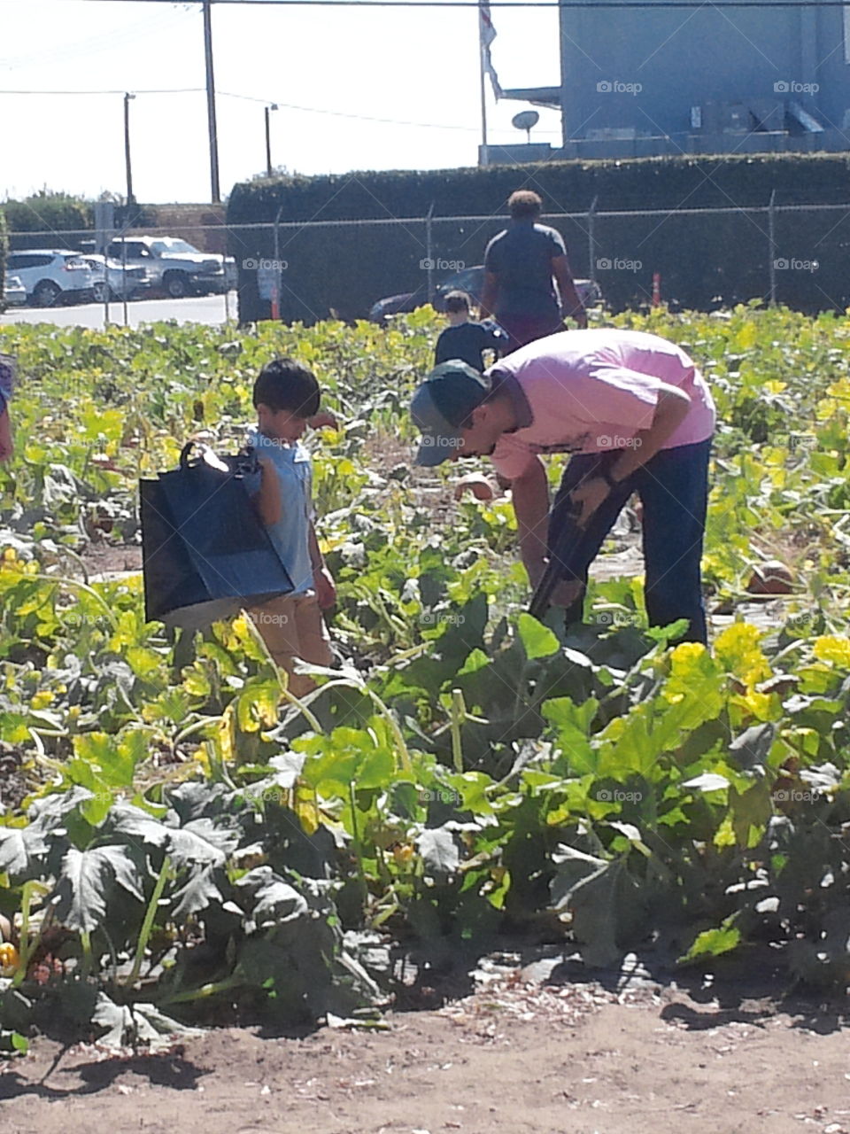 Picking pumpkins in the field