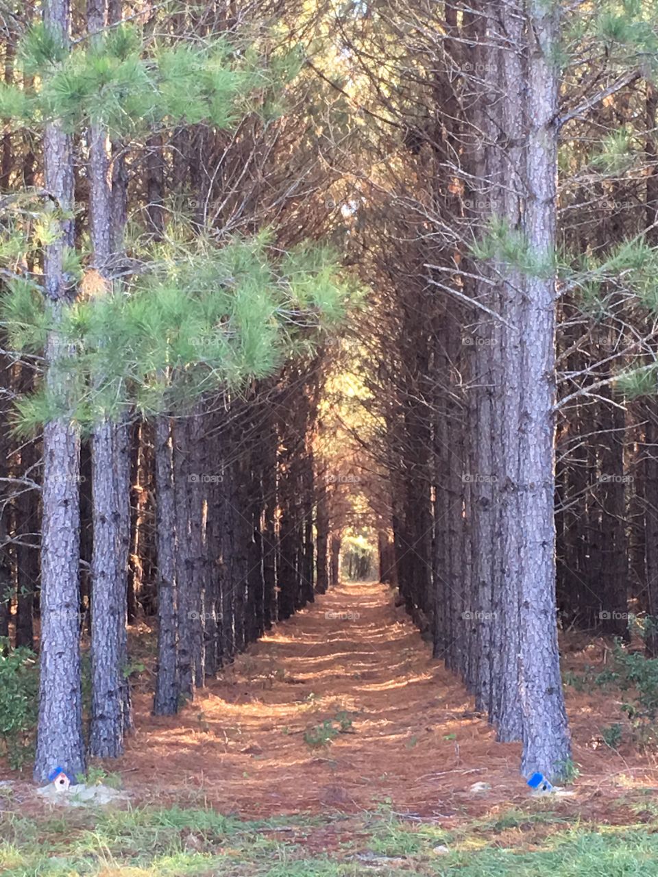 A walk in the pines. 