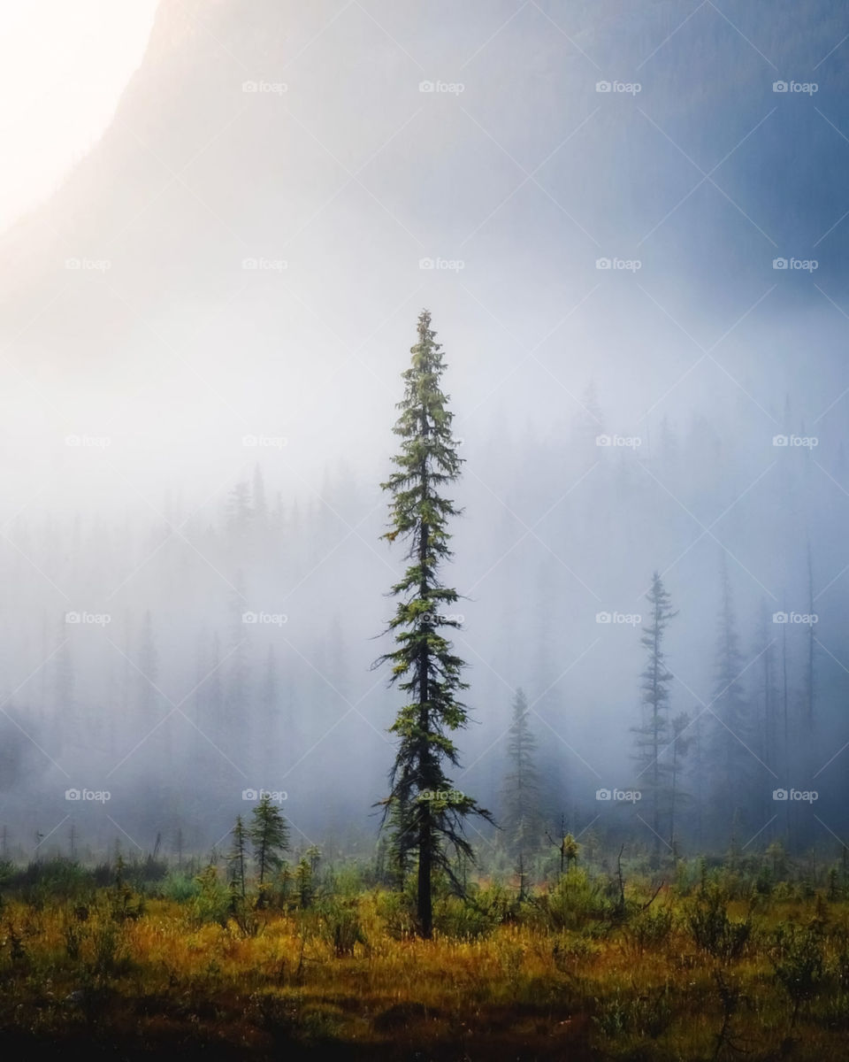 Foggy Morning Stock Photo And Image