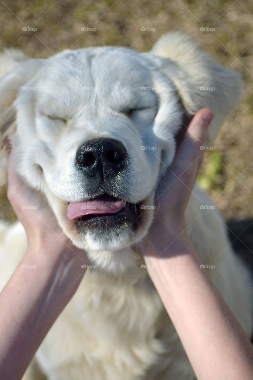 Squishy face of a Golden Retriever puppy. Ok 