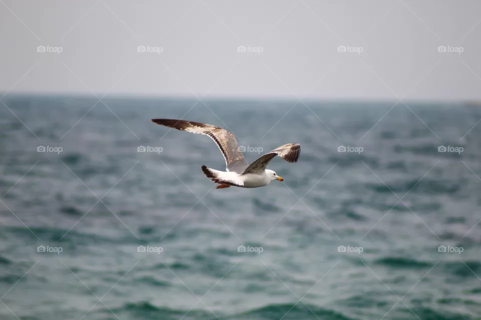 The Seagull