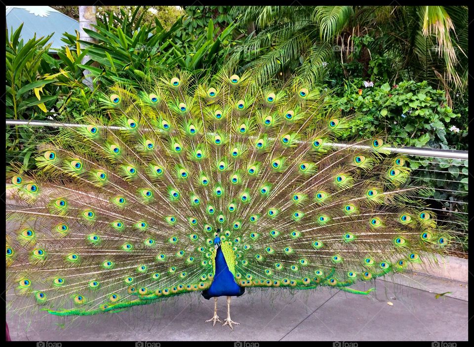 Peacock