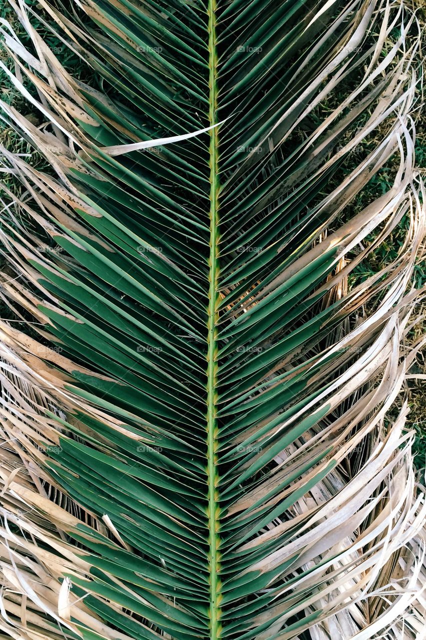 Palm tree shapes