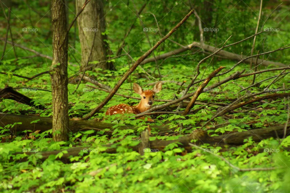 nature