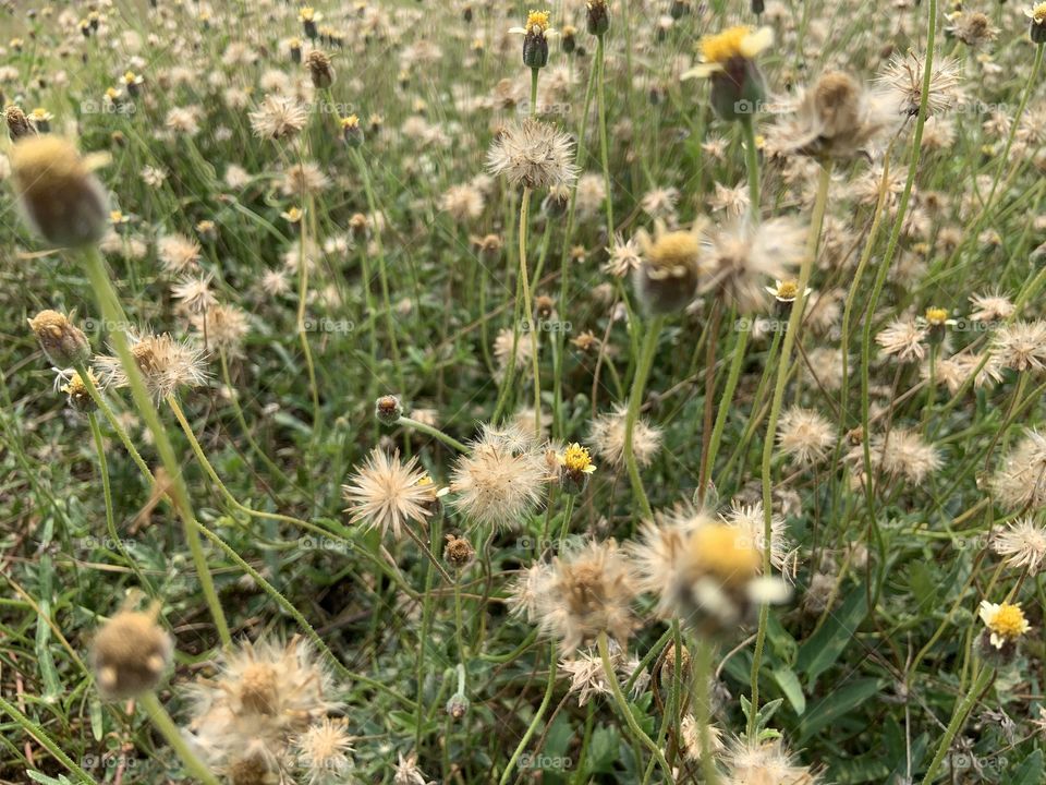 The stories of the nature, Countryside (Thailand)