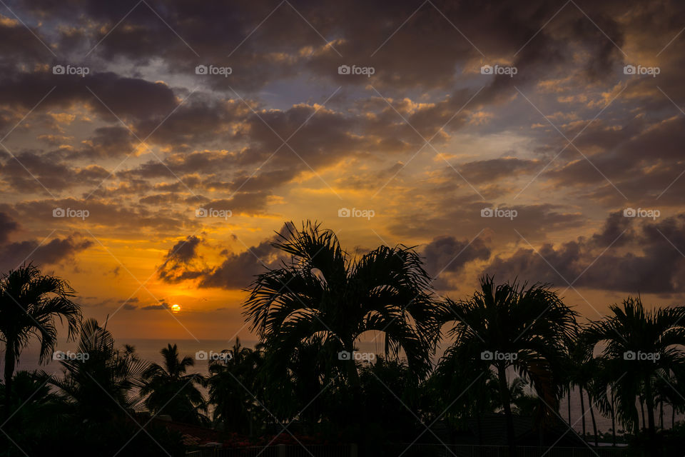 Silhouette of palm trees during sunset