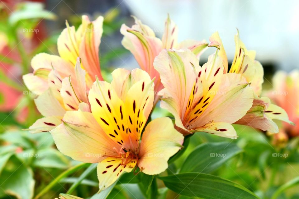 Alstroemeria