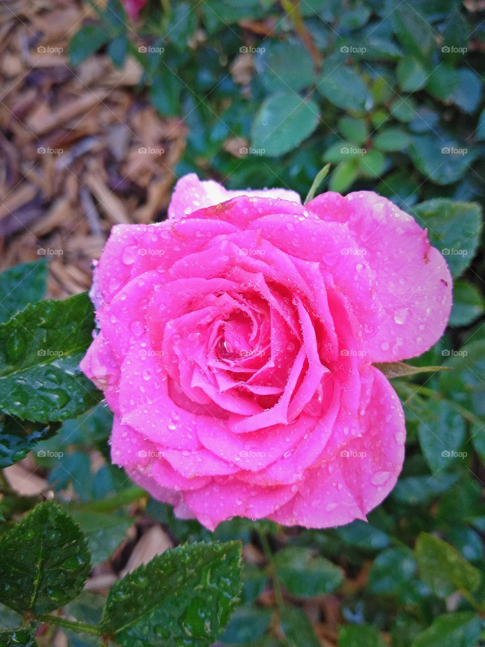 Pink teacup rose full bloom