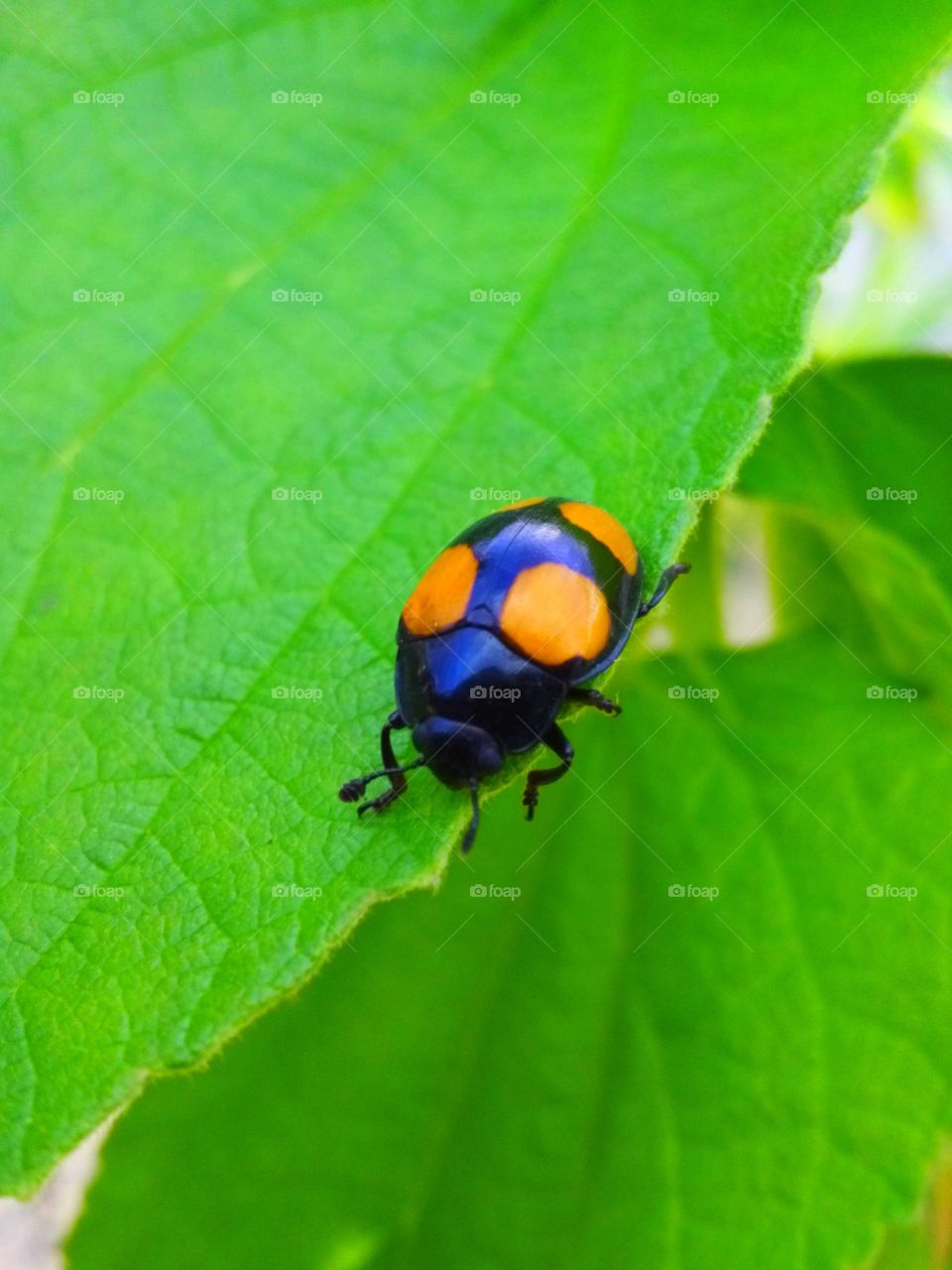 Ladybug