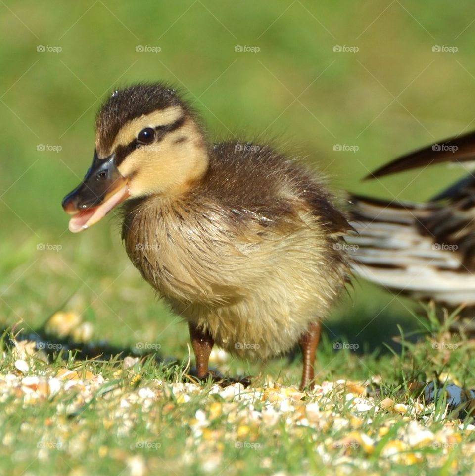 Baby Duckling