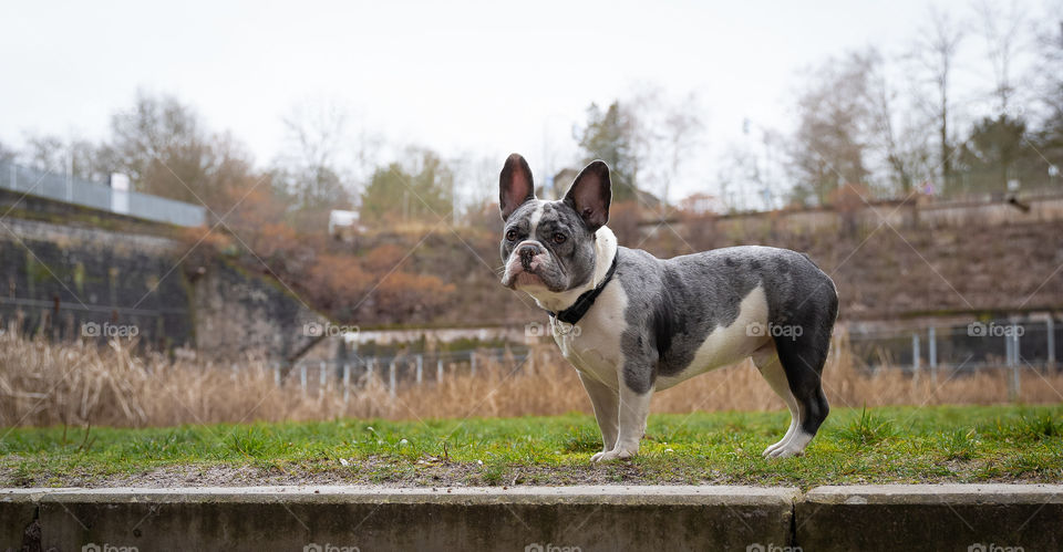 French Bulldog