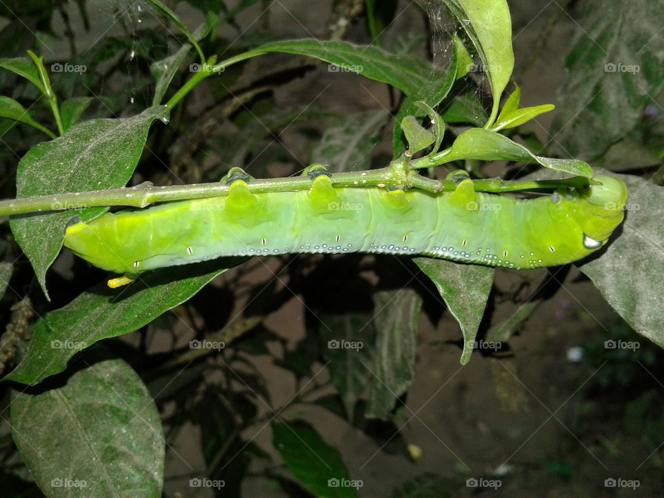 larva