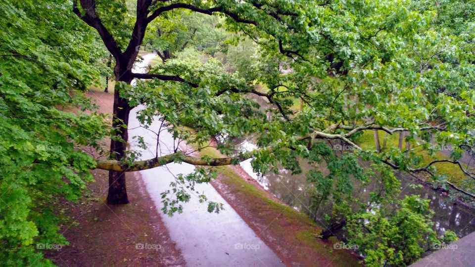 Tree, Nature, Landscape, Leaf, Wood