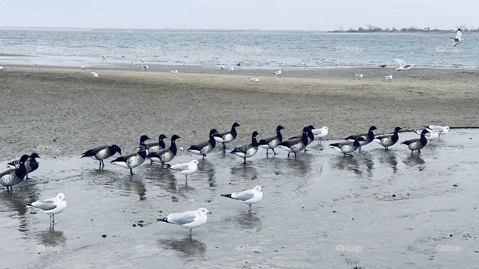 Birds 