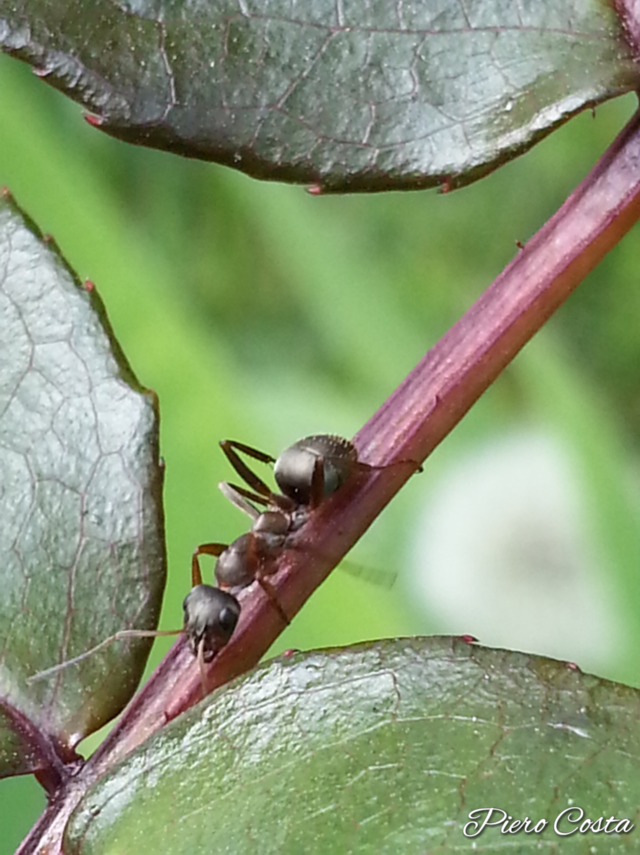 formichina