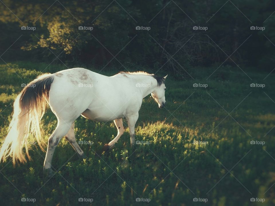 Green Pasture