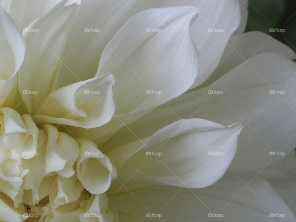 White Dahlia