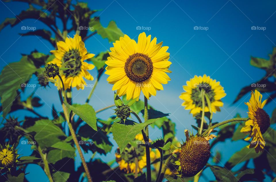 Sunflowers 