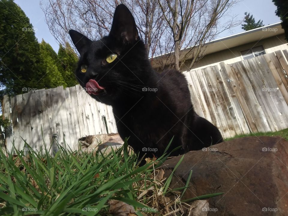 A black cat named Sebastian, licking his lips 😹