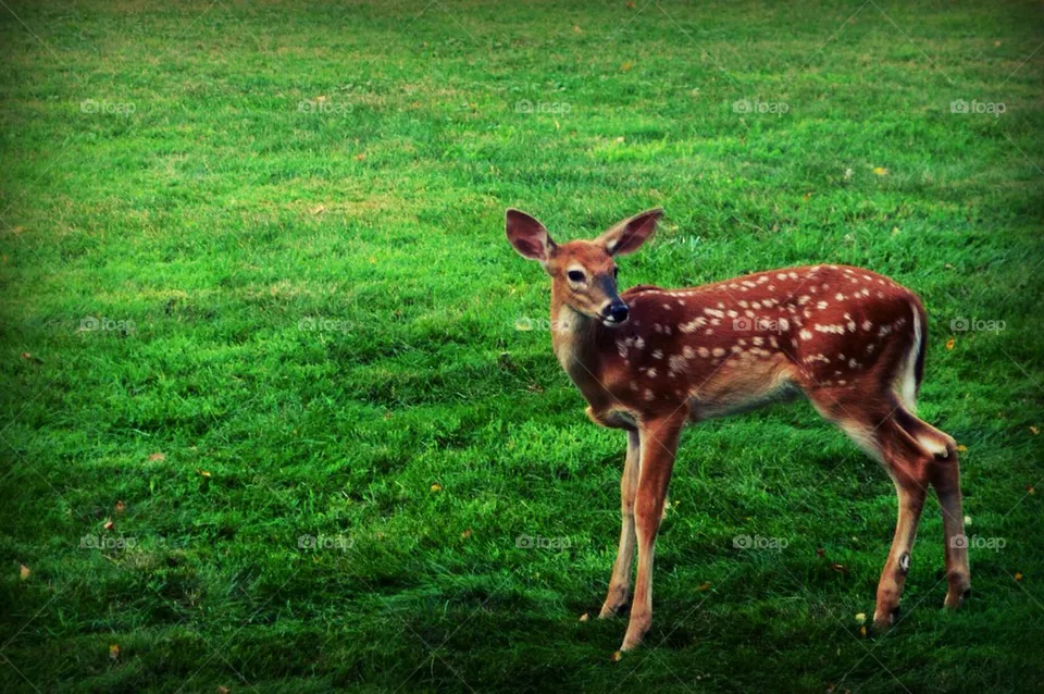 Deer