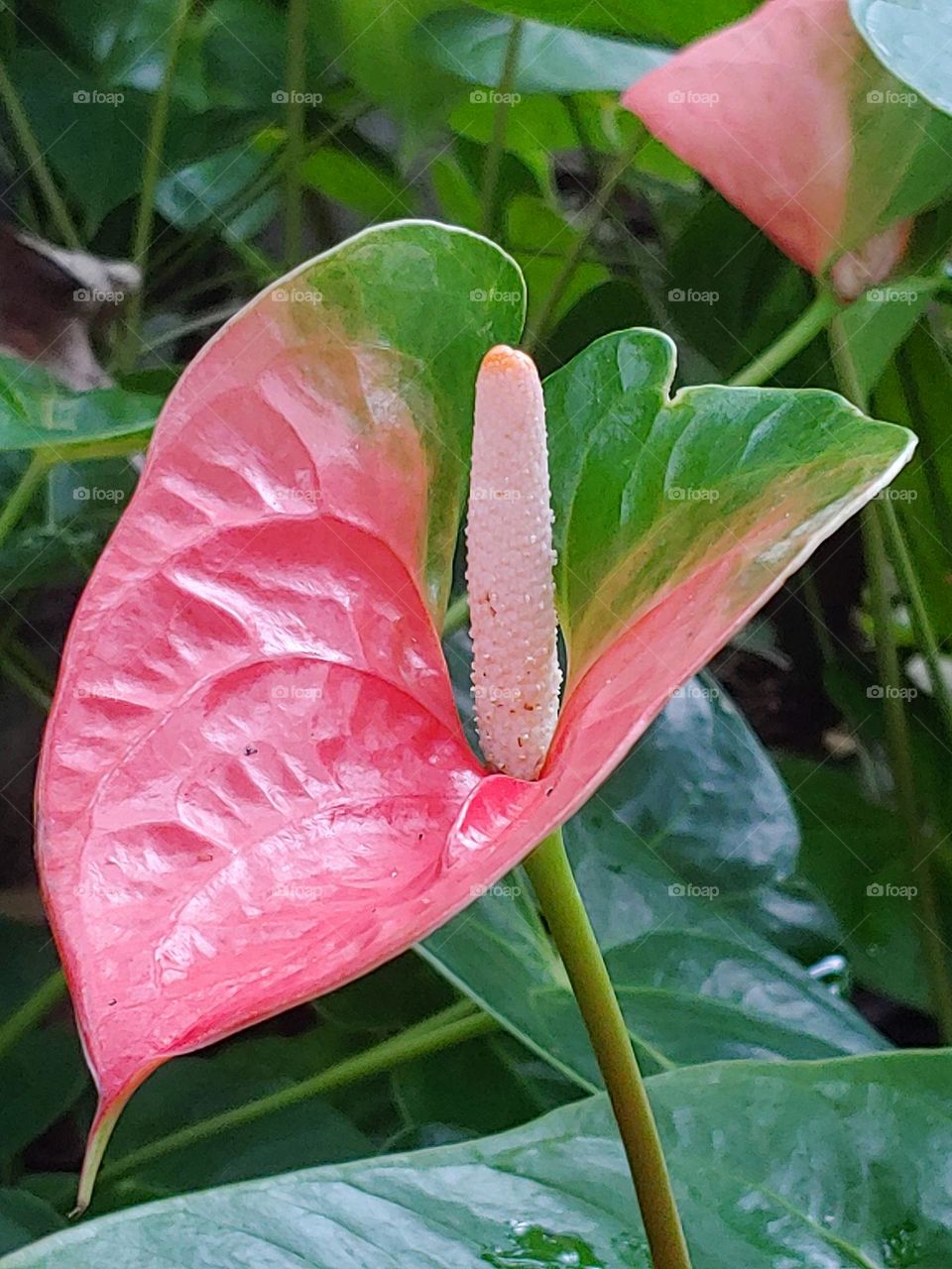 garden flowers captured