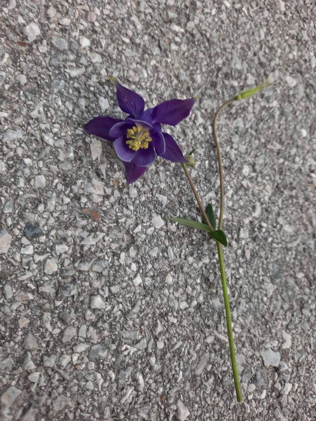 Ein Stern Blume 